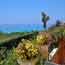 Holiday homes Angelos - sea view